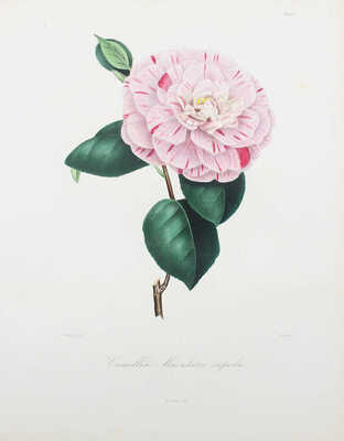 [Берлез Л. Иконография рода камелий или описание и изображения самых красивых и редких камелий... В 3 т.]. 